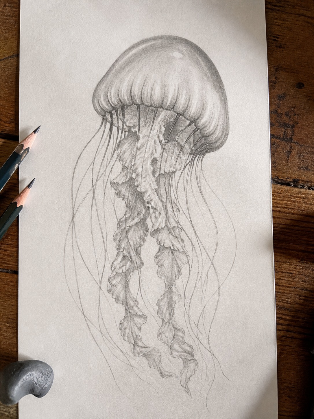 Finished realistic pencil jellyfish drawing Finished realistic pencil jellyfish drawing with a highlighted domed bell and trailing tentacles. | Sky Rye Design Finished realistic pencil jellyfish drawing with a highlighted domed bell and trailing tentacles.