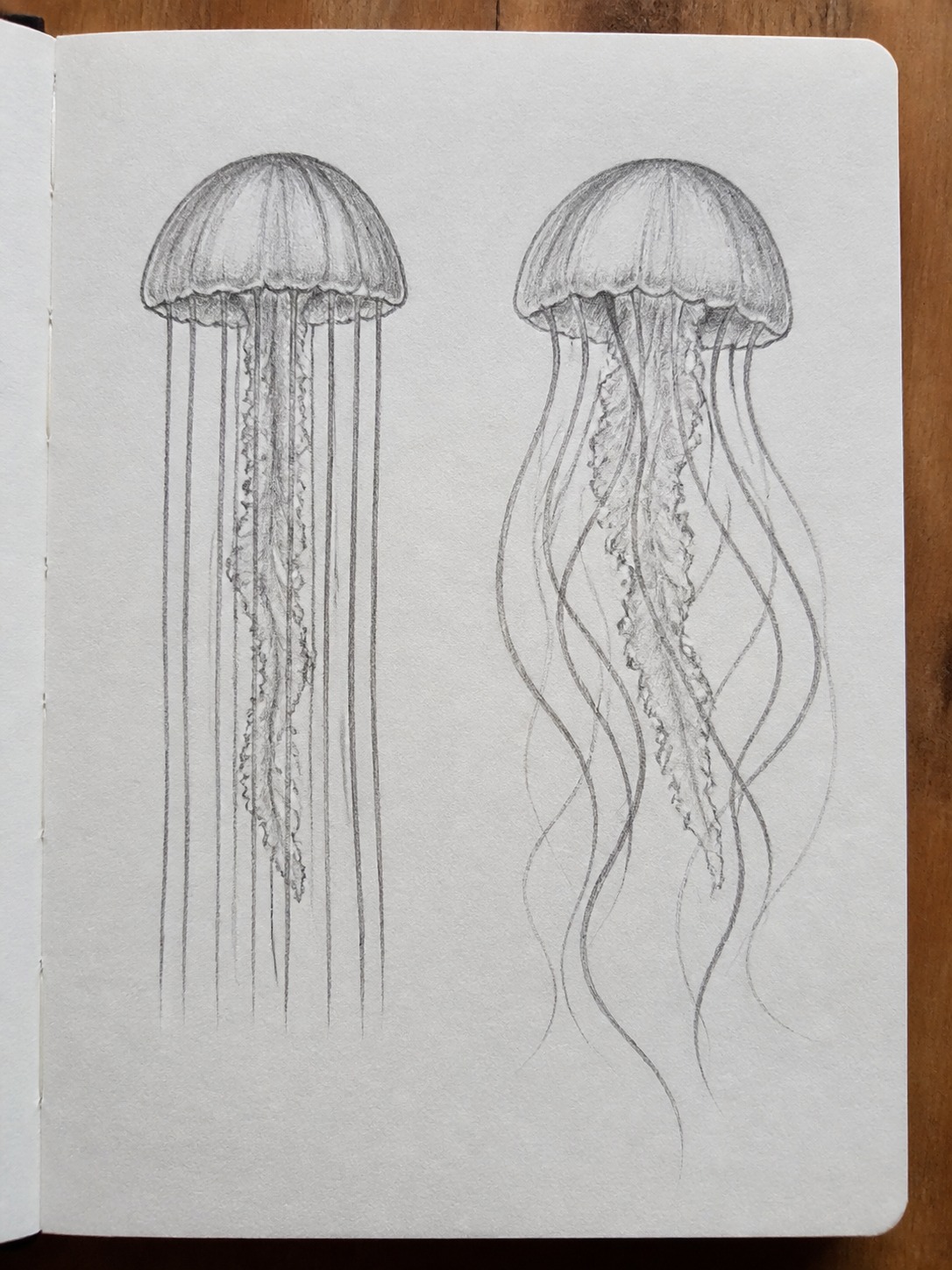 Straight and flowing jellyfish tentacle comparison Side-by-side sketch comparing stiff straight tentacles with flowing tapered jellyfish tentacles. | Sky Rye Design Side-by-side sketch comparing stiff straight tentacles with flowing tapered jellyfish tentacles.