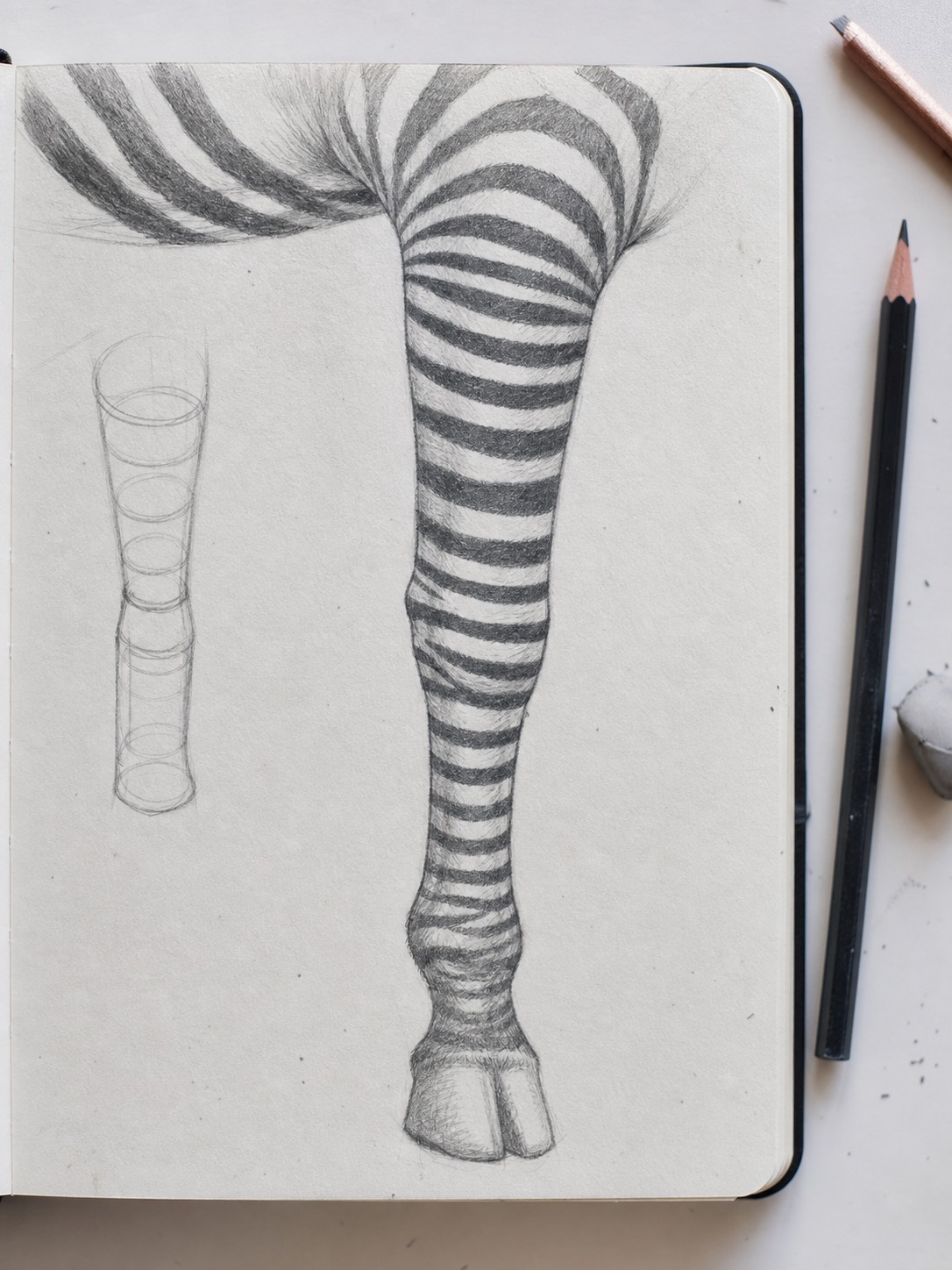 Close sketchbook study of zebra leg stripes wrapping around a narrow cylindrical leg form.
