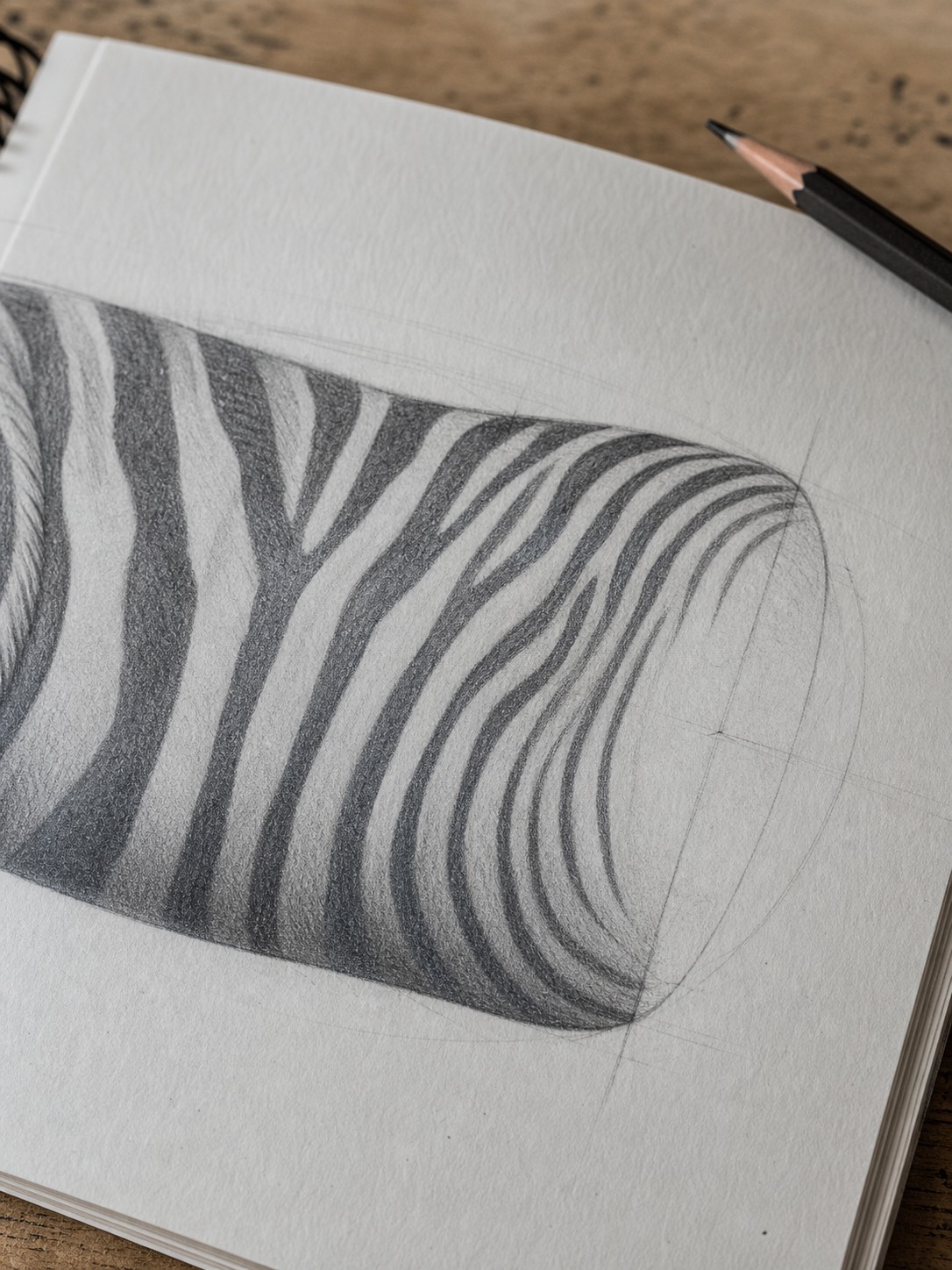 Close-up sketch showing zebra stripes compressing as they wrap toward the far edge of the torso.