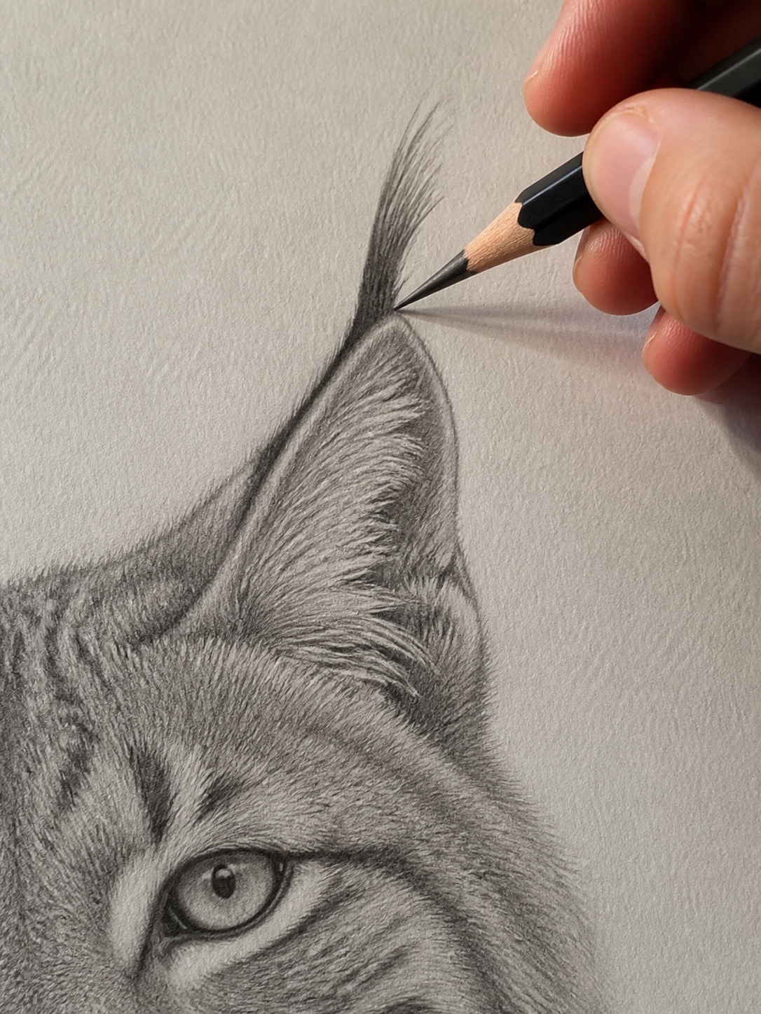Close-up of a hand adding a long confident pencil stroke to a lynx ear tuft on textured paper.