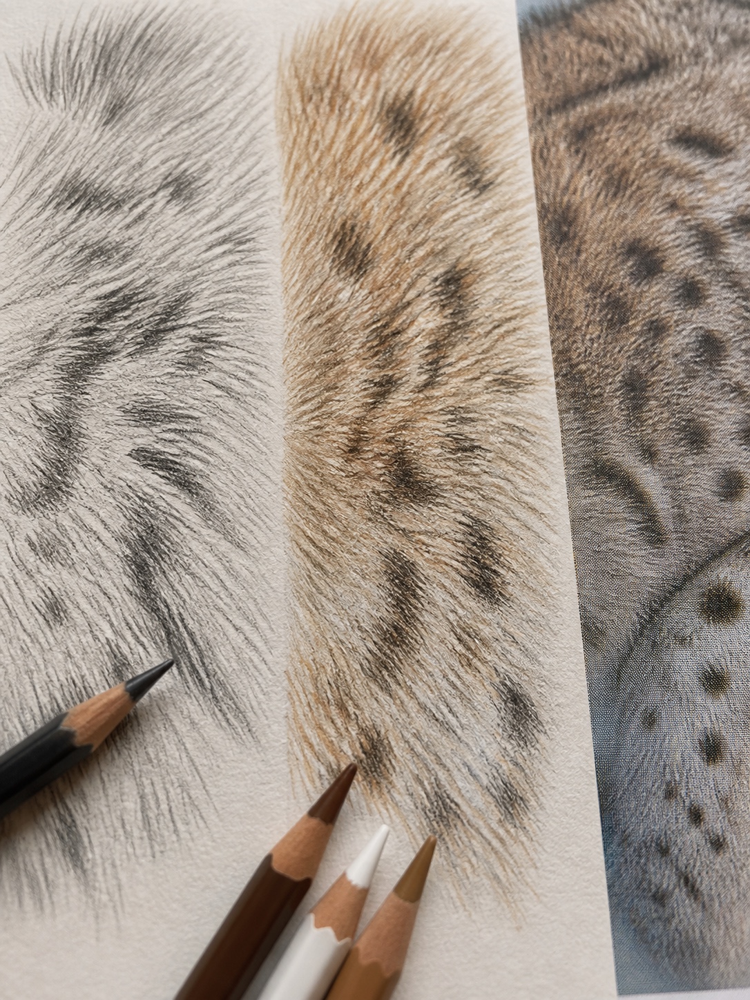 Macro comparison of graphite, colored pencil, and digital-print fur rendering samples on one sheet.