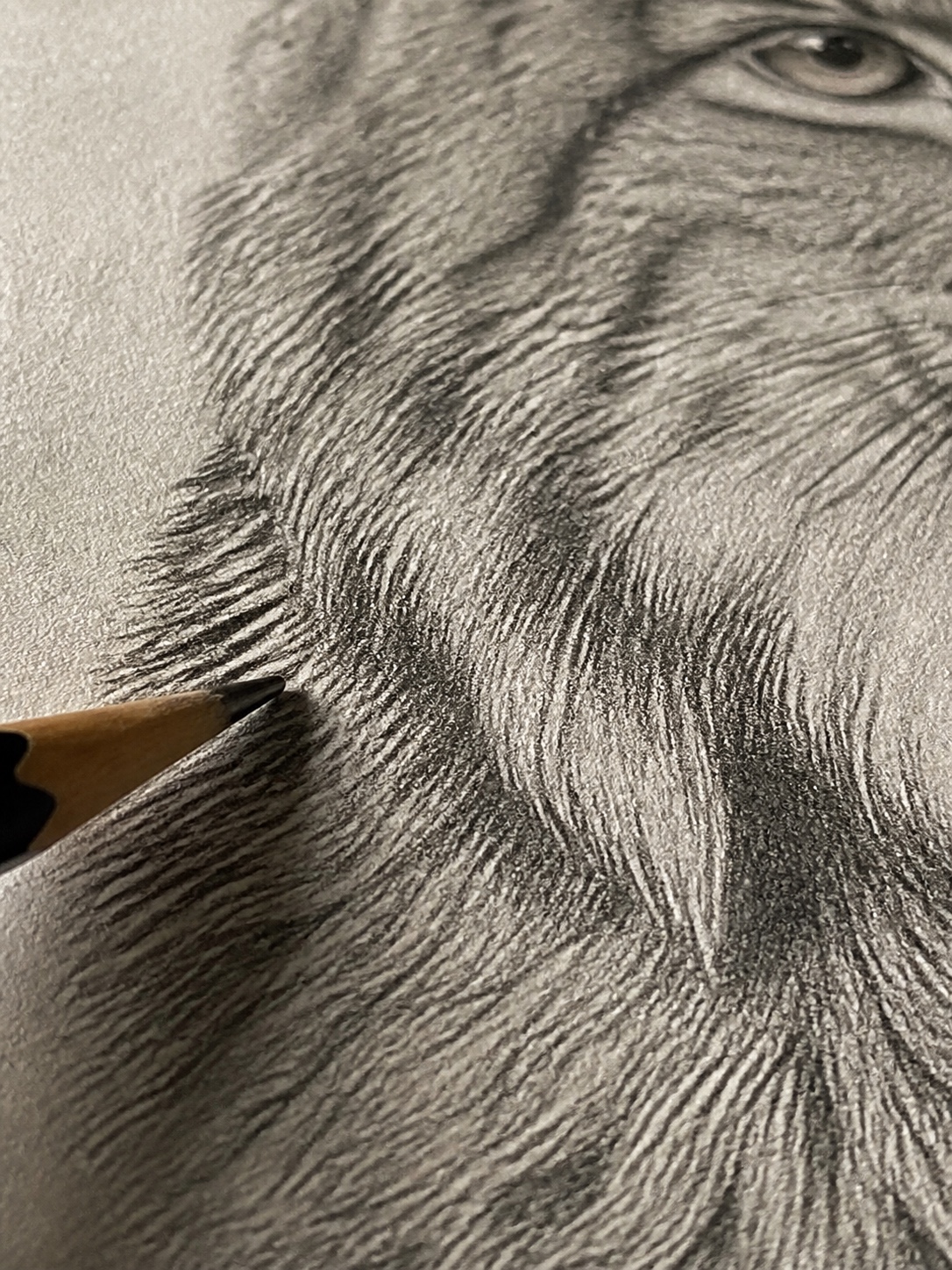 Macro view of graphite strokes building directional fur texture through a lynx ruff drawing.