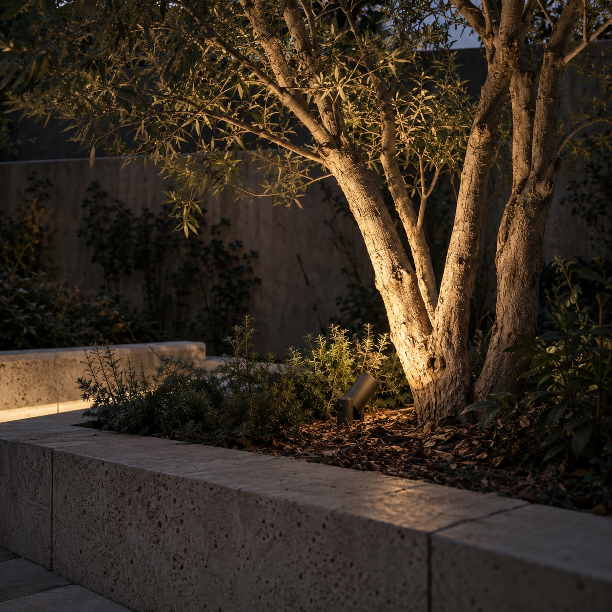 Multi-stem garden tree revealed by one narrow warm spotlight